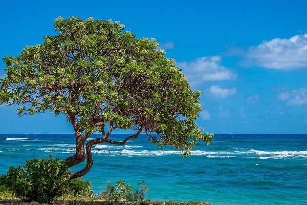Tree overlooking Poipu Bay-Kauai-Hawaii-USA